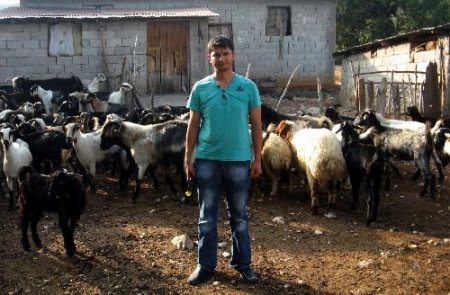 Osmaniye'de 120 Bin Küçükbaş Hayvan Kayıt Altına Alınacak
