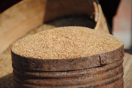 Osmanlı'da ünlü olan Manavgat susamı günümüzde markalaşmayı bekliyor