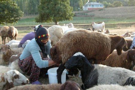 Ot kuraklığı süt verimini de etkiledi