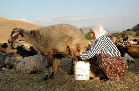 Ot kuraklığı süt verimini de etkiledi