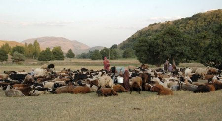 Ot kuraklığı süt verimini de etkiledi