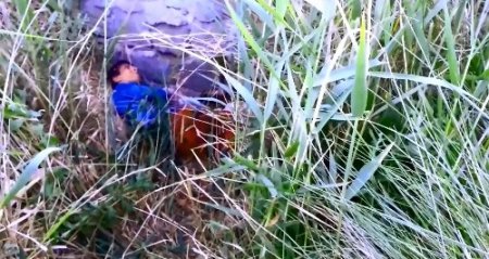 Ot ve böcek yiyerek hayatta kalmış