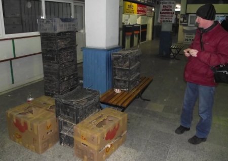 Otogarda Unutulan 300 Bıldırcına Otogar Esnafı Sahip Çıktı