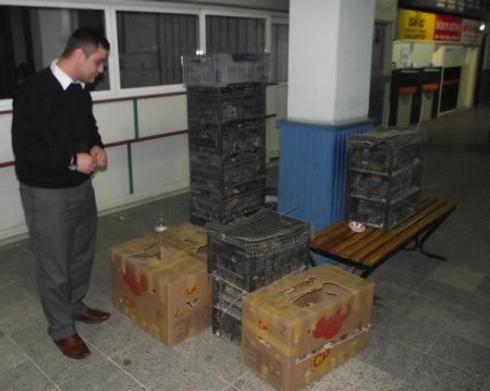 Otogarda Unutulan 300 Bıldırcına Otogar Esnafı Sahip Çıktı
