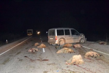 Otomobil, koyun sürüsüne çarptı, 32 koyun telef oldu