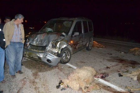 Otomobil, koyun sürüsüne çarptı, 32 koyun telef oldu