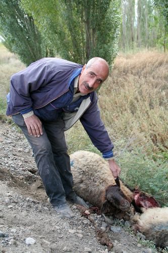 Otomobil Koyun Sürüsünün Arasına Daldı, 31 Koyun Telef Oldu