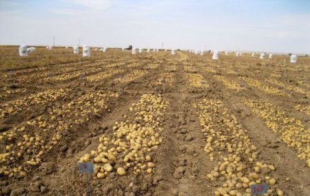 Otomobilde aranan babayiğit patateste çıktı