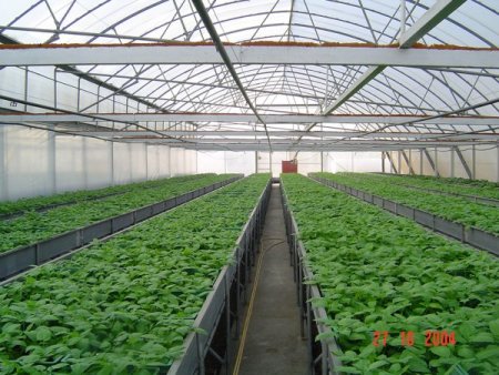 Otomobilde aranan babayiğit patateste çıktı