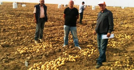 Otomobilde aranan babayiğit patateste çıktı