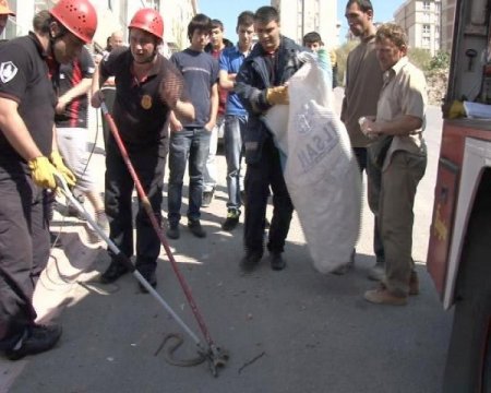 Otomobilde Yılan Avı (Özel)