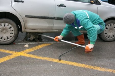 Otomobilin Altında Kalan Köpek, Uyuşturucu İğne Vurularak Kurtarıldı