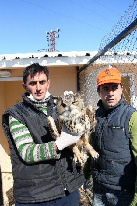 Otomobilin Çarptığı Baykuşa Çevre Orman İl Müdürlüğü Sahip Çıktı