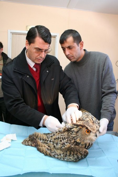 Otomobilin Çarptığı Baykuşa Çevre Orman İl Müdürlüğü Sahip Çıktı