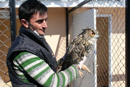 Otomobilin Çarptığı Baykuşa Çevre Orman İl Müdürlüğü Sahip Çıktı