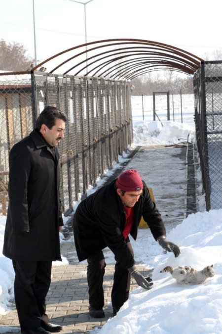 Otomobilin motor kısmına giren kediyi belediye personeli kurtardı