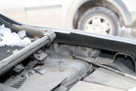 Otomobilin motor kısmına giren kediyi belediye personeli kurtardı