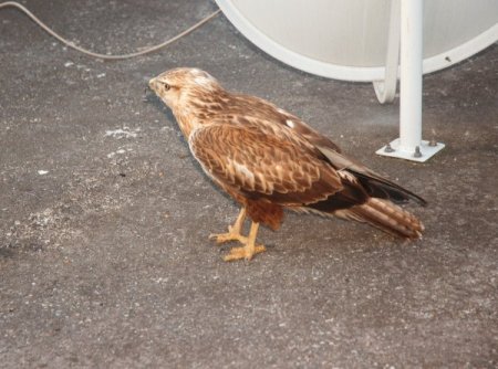 Otomobiliyle çarptığı doğanı tedavi ettirdi