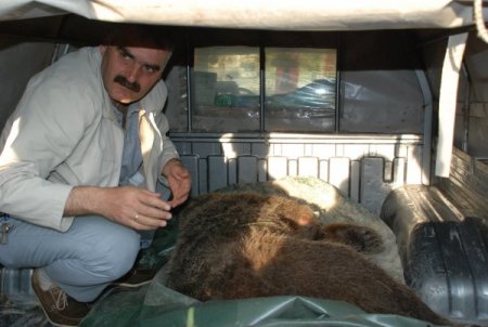 Otoyolda Kaza Geçiren Ayı, Tedavi İçin Bursa'ya Gönderildi