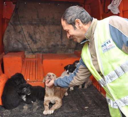 Otoyolda ölüme terk edilen yavru köpekleri, karayolları görevlileri kurtardı