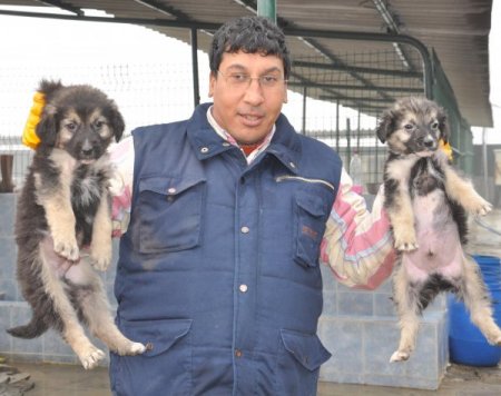 Otoyolda ölüme terk edilen yavru köpekleri, karayolları görevlileri kurtardı