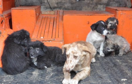 Otoyolda ölüme terk edilen yavru köpekleri, karayolları görevlileri kurtardı