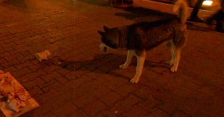 Oyuncak kedi köpekleri korkuttu (Özel)