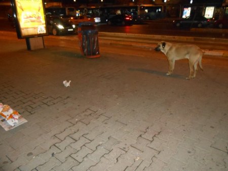 Oyuncak kedi köpekleri korkuttu (Özel)