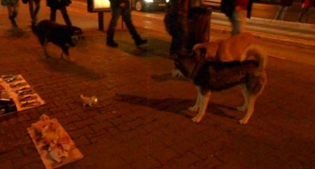 Oyuncak kedi köpekleri korkuttu (Özel)