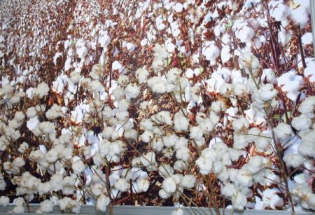 Özbekistan Geleneksel Pamuk Fuarı Taşkent’te Açıldı