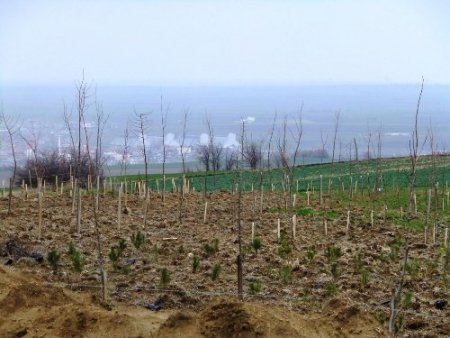 Padişah Yavuz Sultan Selim için orman kuruldu