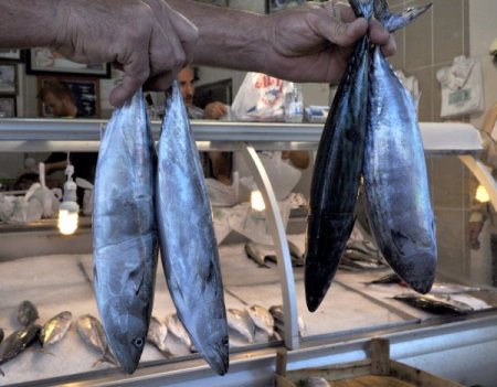 Palamut balıkçıların yüzünü güldürdü