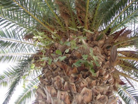 Palmiyenin Üstündeki İncir Ağacı Görenleri Şaşırtıyor