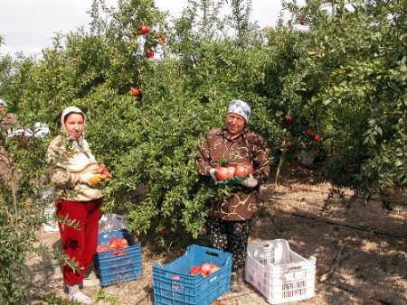 Pamuğu Bırakan Muğla Nar Üretimini Dokuza Katladı