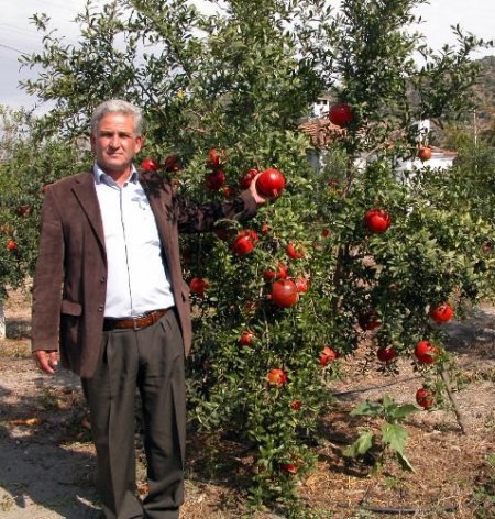 Pamuğu Bırakan Muğla Nar Üretimini Dokuza Katladı