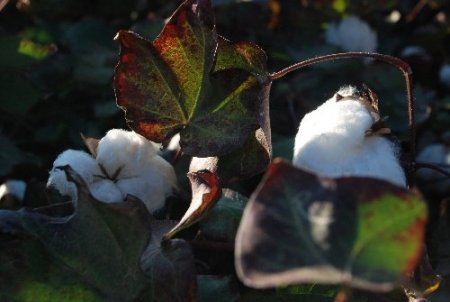 Pamuk Fiyatlarının Düşmesi Çiftçiyi Mağdur Ediyor