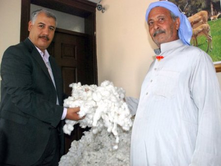 Pamukta Kaliteyi Yakalayan Çiftçinin Yüzü Gülecek