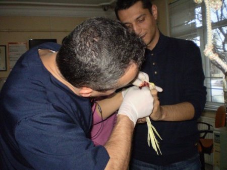 Papağan Miskin'e tümör operasyonu