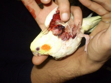 Papağan Miskin'e tümör operasyonu