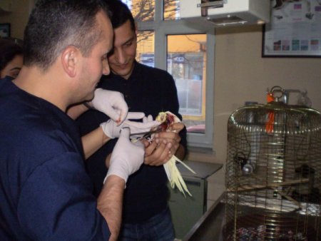 Papağan Miskin'e tümör operasyonu
