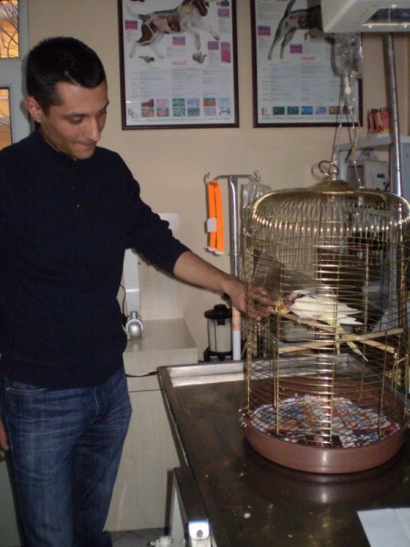 Papağan Miskin'e tümör operasyonu