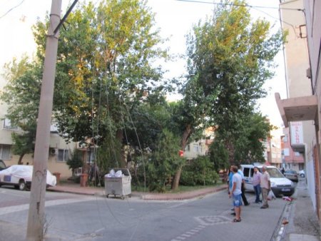 Parkta Ağaç Devrildi: 4 Yaralı