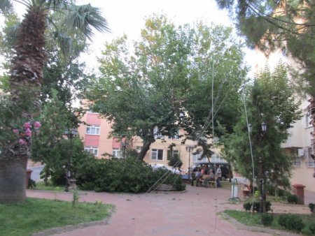 Parkta Ağaç Devrildi: 4 Yaralı