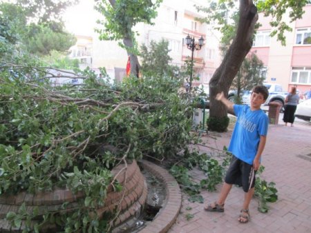 Parkta Ağaç Devrildi: 4 Yaralı