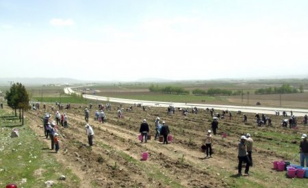 Pasinler'de 4 Bin 500 Fidan Toprakla Buluştu
