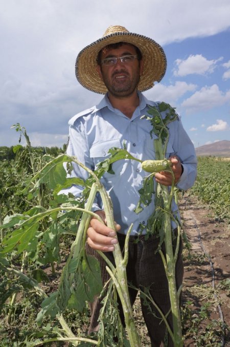 Pasinler'de Dolu, Patates Ve Ayçiçeği Tarlalarını Vurdu