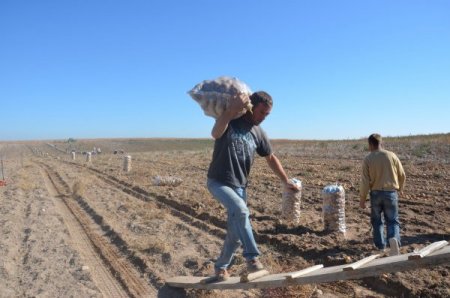 Patates Üreticilerini, Fiyat Düşüklüğünden Sonra Don Olayı Vurdu