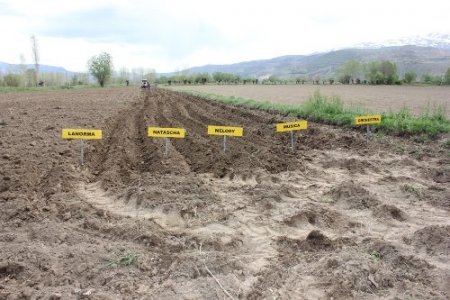 Patates üretiminin yaygınlaşması için çalışma başlatıldı