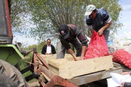Patates üretiminin yaygınlaşması için çalışma başlatıldı