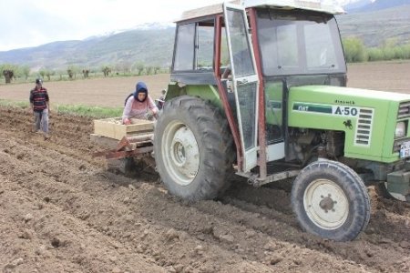 Patates üretiminin yaygınlaşması için çalışma başlatıldı